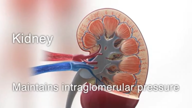 Kidney-pressure